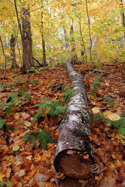 Shoji-it fall color images